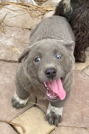 Посмотрите на собаку, которая выглядит как кошка: она стала звездой соцсетей